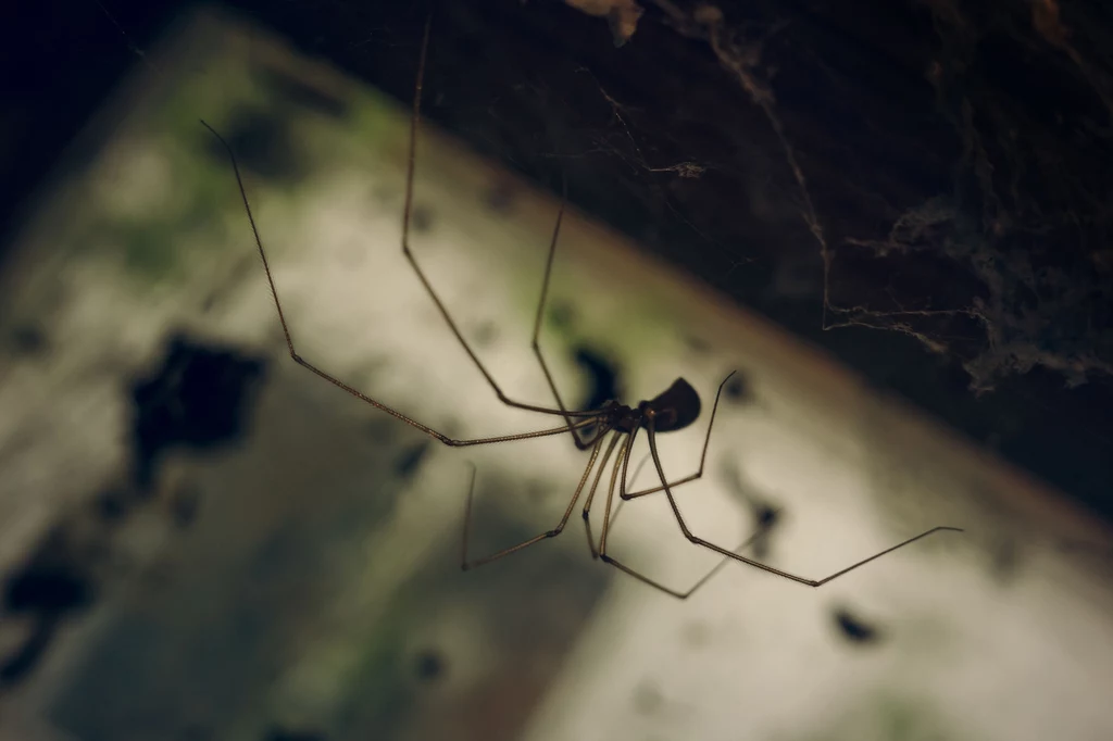 Jesienią pojawia się w naszych domach coraz więcej pająków.