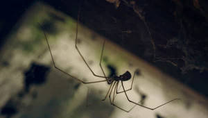 Masz pająki w domu? Właśnie szukają schronienia na zimę