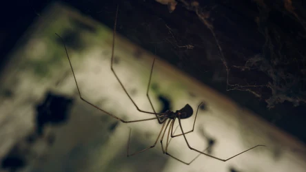 Wraz z wiosną w domach zaczyna pojawiać się coraz więcej pająków. Wystarczy jednak dokładnie posprzątać i zastosować prosty trik, aby pozbyć się tego problemu