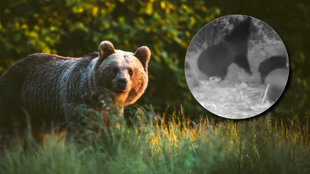Fotopułapka bieszczadzkich leśników przyłapała niedźwiedzie na buszowaniu po sadzie i odpoczynku przy babrzysku