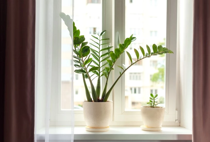 Zamiokulkas zamiolistny to popularna roślina doniczkowa, która zdobi wiele mieszkań. Jest odporna i mało wymagająca, pod warunkiem, że będzie odpowiednio podlewana