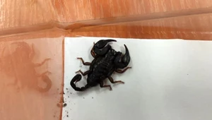 Skorpion przyjechał w walizce z Chorwacji