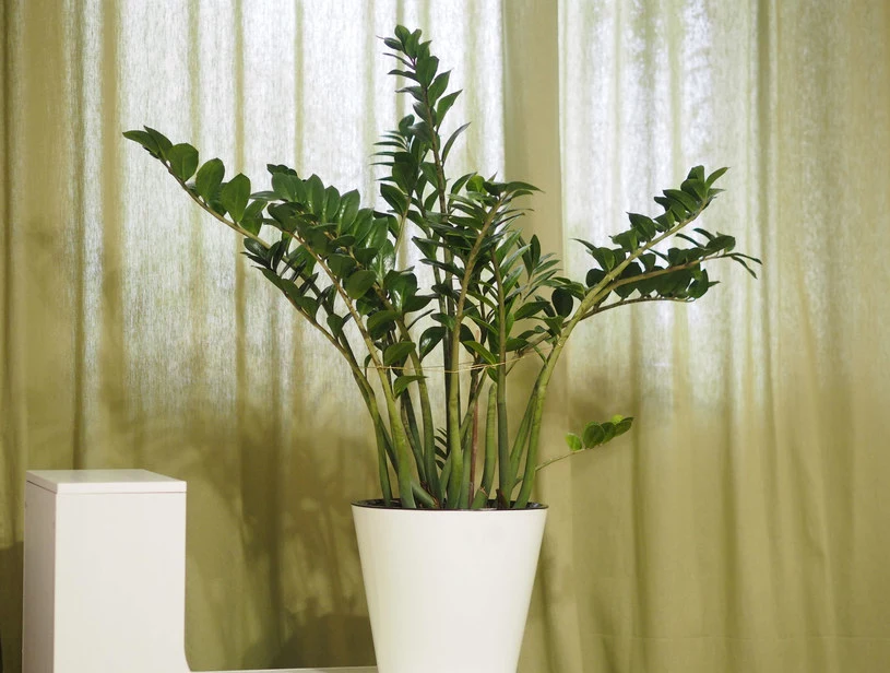 Zamiokulkas to roślina występująca w rejonie podrównikowym, w suchym i wymagającym klimacie. Z tego względu nie lubi częstego i zbyt obfitego podlewania