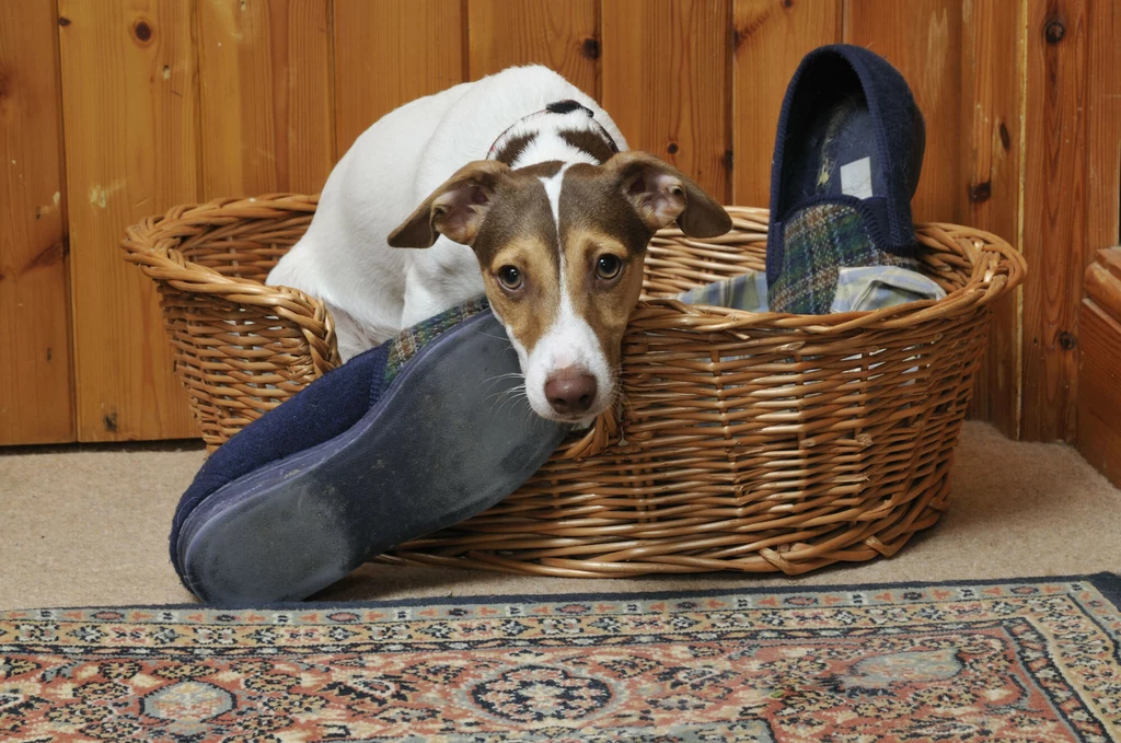 Gdy wychodzisz z domu, warto zostawić psu przedmiot przesiąknięty zapachem jego właściciela