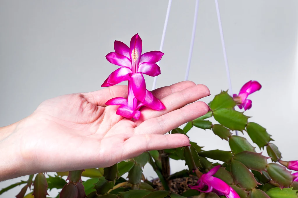 Szlumbergera (kwiat grudnik) to roślina, która występuje w kilku wariantach kolorystycznych.
