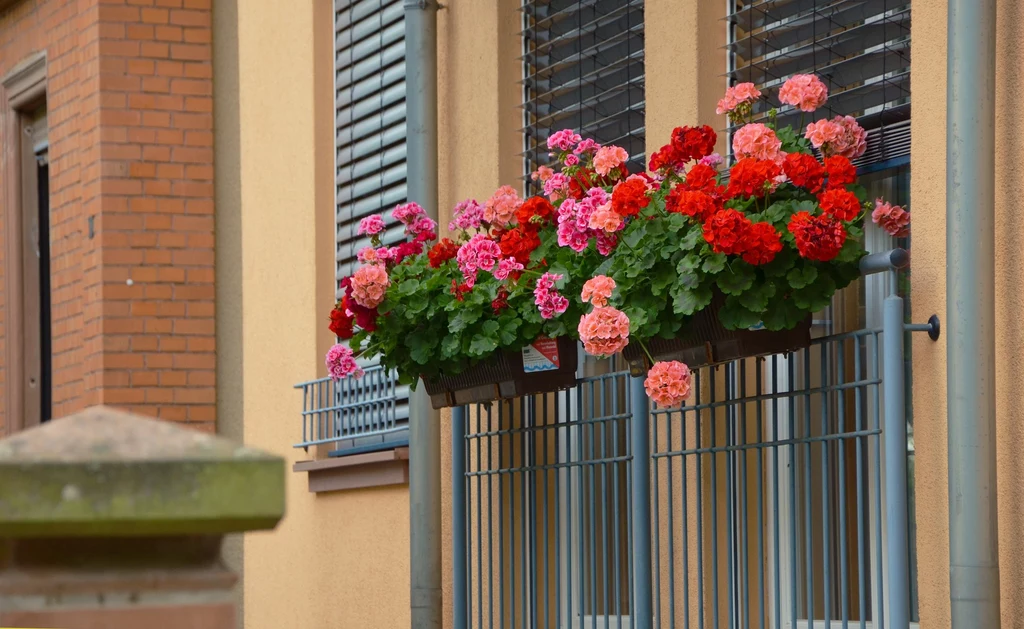 Pelargonie będą pięknie kwitły, jeśli prawidłowo je przezimujemy.