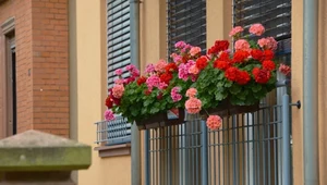 Pelargonie będą pięknie kwitły, jeśli prawidłowo je przezimujemy.