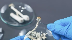 Naukowcy opracowali syntetyczną formę psilocybiny z grzybów halucynogennych