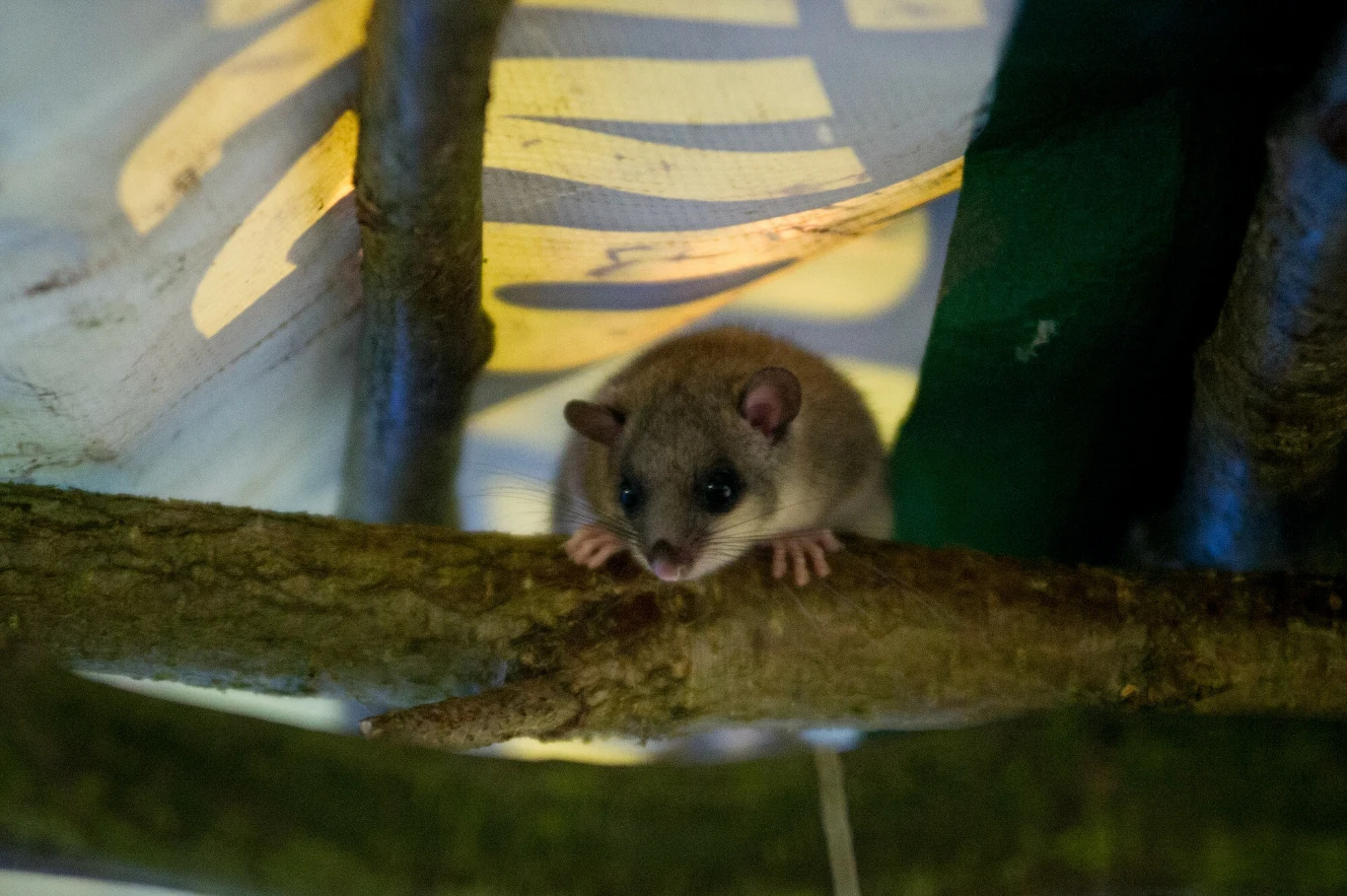 Blokada Wycinki Inicjatywy Dzikie Karpaty, czerwiec 2021 r. Blokada Wycinki Inicjatywy Dzikie Karpaty, czerwiec 2021 r.