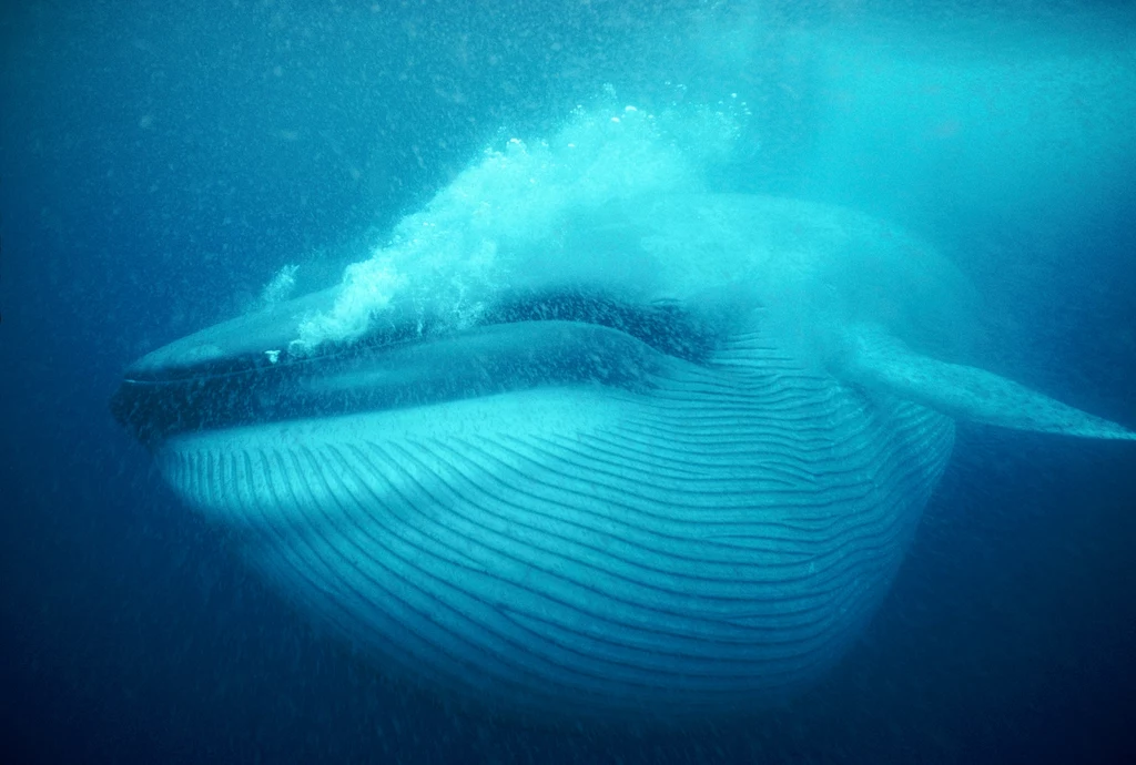 Naukowcy wyliczyli, że wieloryby pożerają ogromne ilości mikroplastiku. W przypadku płetwali błękitnych - największych ssaków świata - jest to nawet 45 kg dziennie 