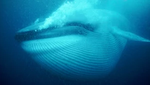 Wieloryby pożerają nawet 40 kilogramów plastiku dziennie