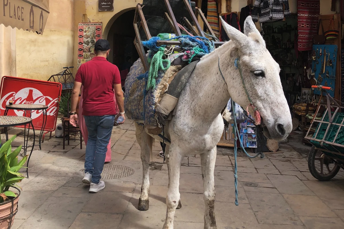 Maroko jest uznawane za kraj o dużych nierównościach społecznych