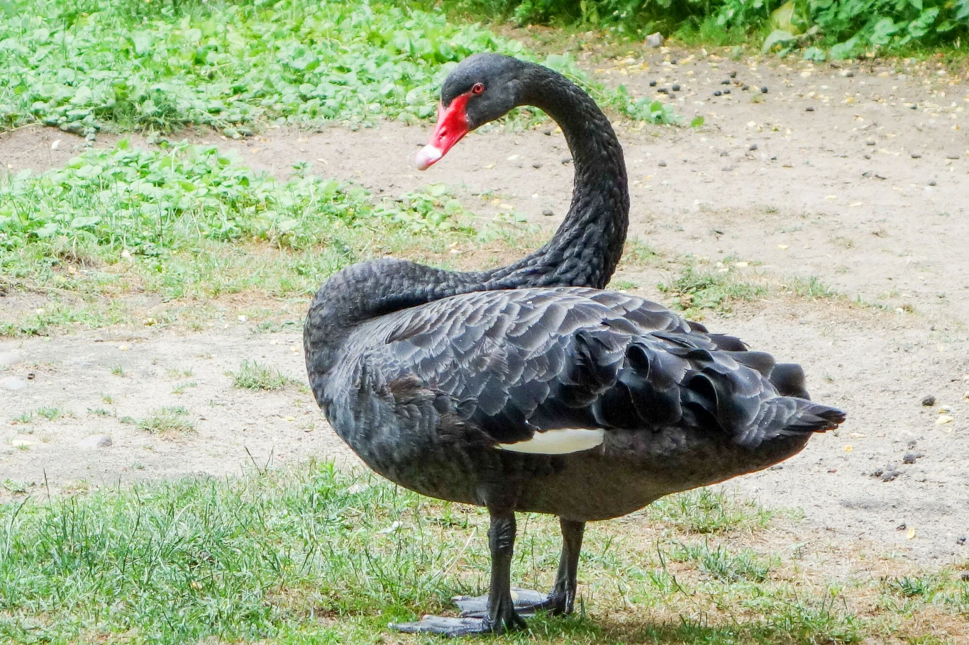 Łabędź zaatakował Steczkowską Łabędź zaatakował Steczkowską