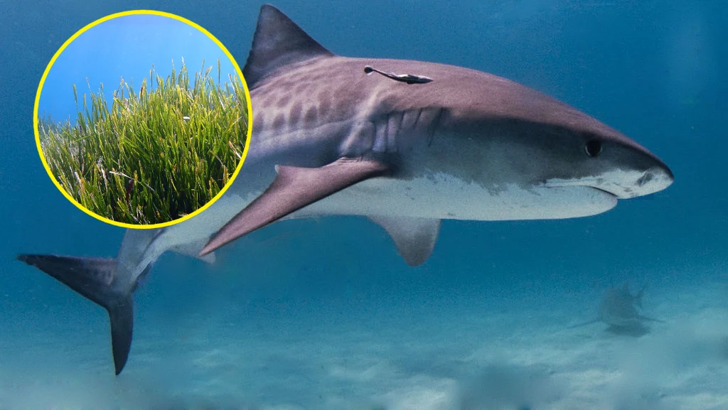 Dzięki rekinom odkryto olbrzymi obszar traw morskich