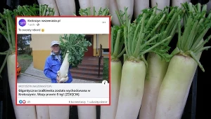 Na terenie ogródków działkowych wyrosła ośmiokilogramowa biała rzodkiew