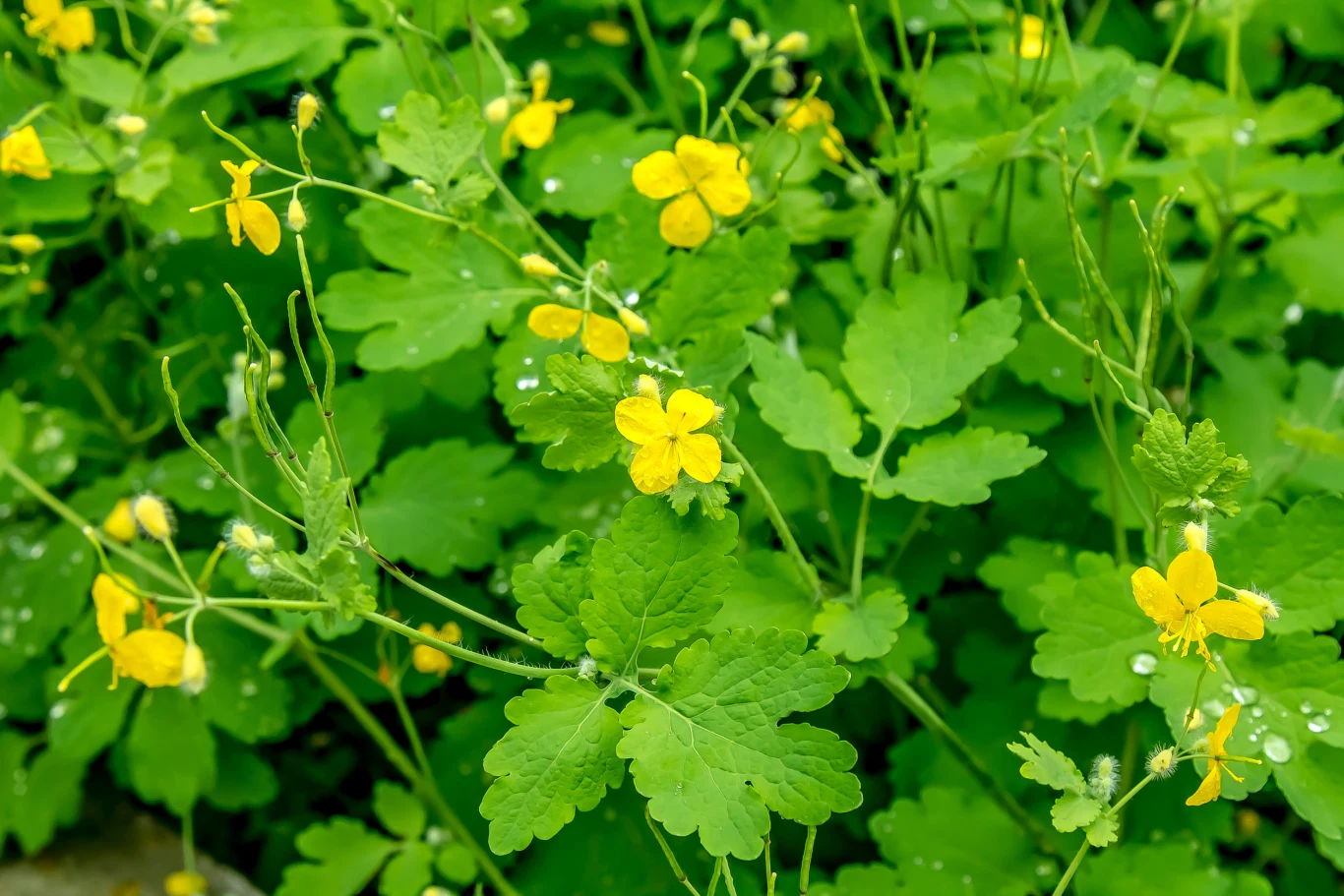 Glistnik jaskółcze ziele