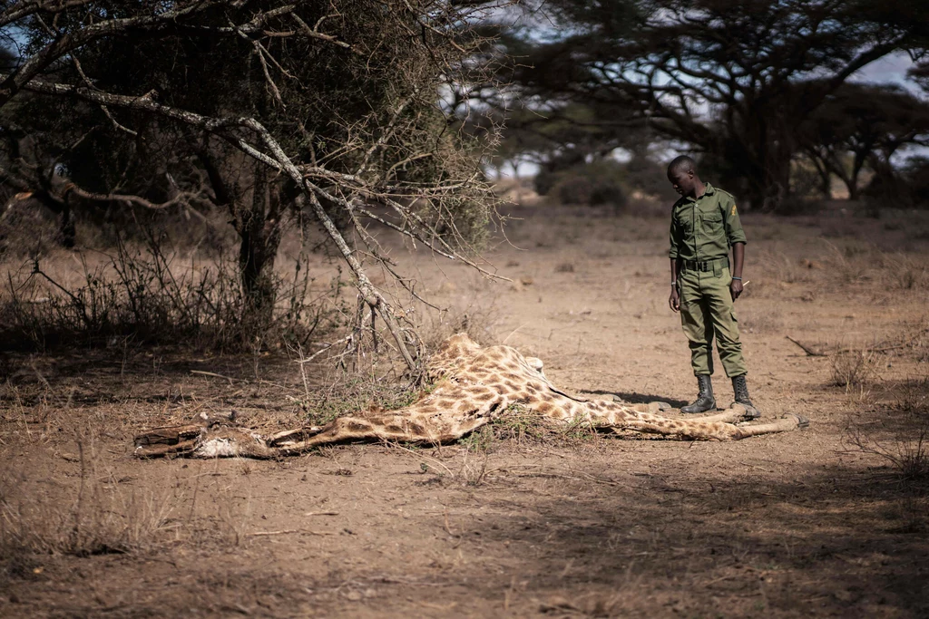 Susza w Afryce zabiła już setki zwierząt 