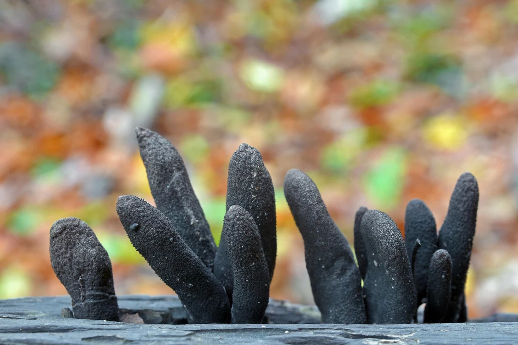 Próchnilec maczugowaty to grzyb zwany „palcami umarlaka”, który rośnie na martwym drewnie drzew liściastych głównie buków, dębów oraz klonów.