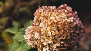 Hortensja najlepiej rośnie w glebie o lekko kwaśnym pH