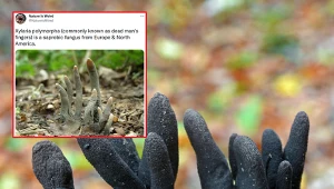 Próchnilec maczugowaty to grzyb zwany "palcami umarlaka", który rośnie na martwym drewnie drzew liściastych głównie buków, dębów oraz klonów / fot. East News/Interia