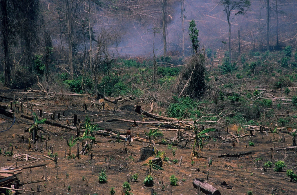 Wykarczowany las w Indonezji