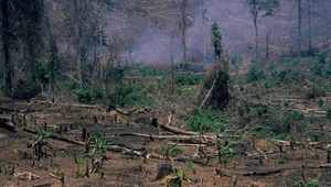 Chcą skończyć z masowym wylesianiem. Międzynarodowa koalicja wyznaczyła cele
