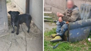 Mężczyzna został skazany za czyny zoofilskie