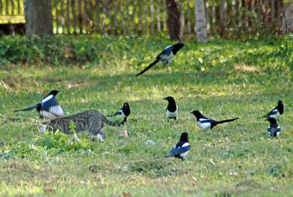 Sroki należą do rodziny krukowatych, są wielkości gołębia, mają smukły, czarno-biały tułów i długi ogon. Są piękne, jednak potrafią też być prawdziwą zmorą i utrapieniem dla właścicieli przydomowych ogródków

