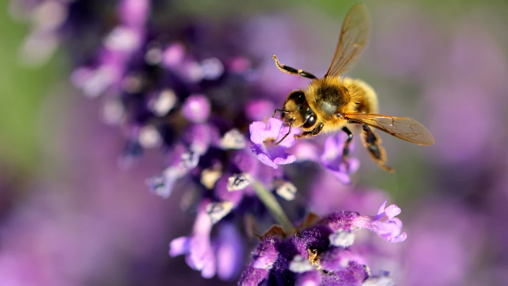 Pszczoły kochają lawendę