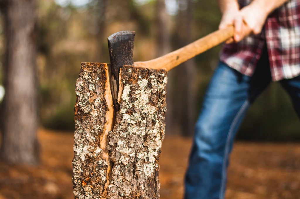Nasila się kradzież drewna z lasów. W Wielkopolsce odnotowano ich dwa razy więcej niż przed rokiem