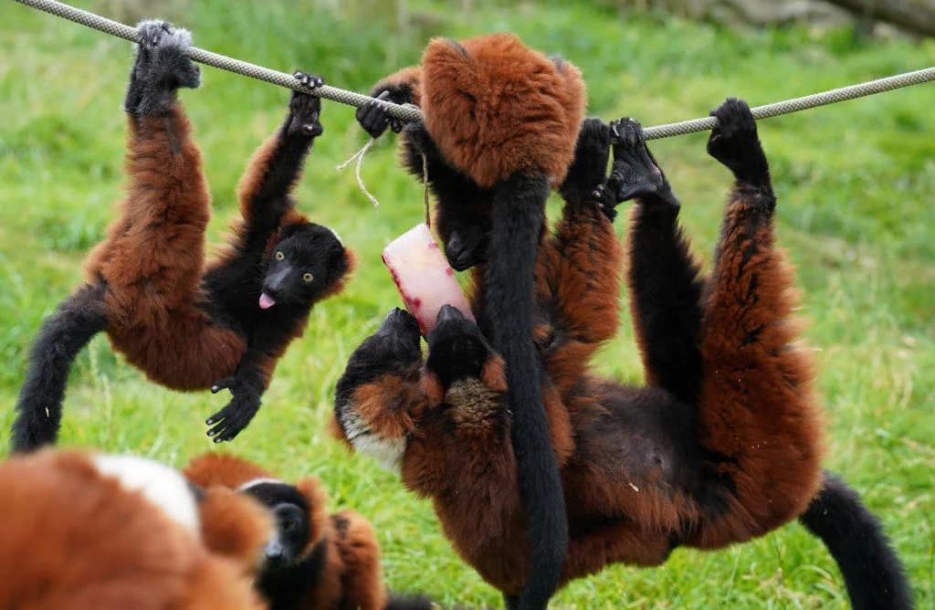 Lemury w niewoli