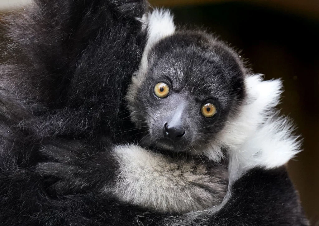 Lemury i małpy schodzą z drzew przez ocieplenie klimatu