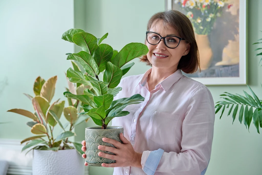 Figowiec lirolistny to roślina, która wymaga odpowiedniego nawadniania i nawożenia