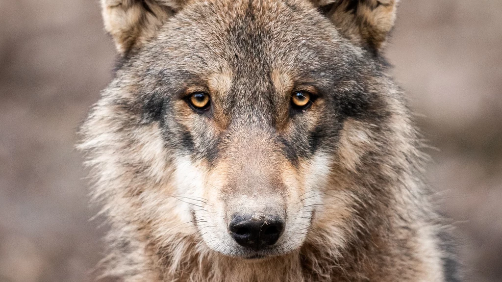 Populacja wilków w Polsce w ciągu ostatnich 20 lat wzrosła do 2 tys. osobników. Jednak w całej historii naszego kraju były one gatunkiem z reguły tępionym i owianym złą sławą