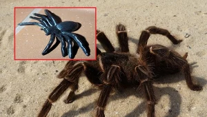 "Włochaty i groźny" pająk znajdował się na parapecie pasażu handlowego 