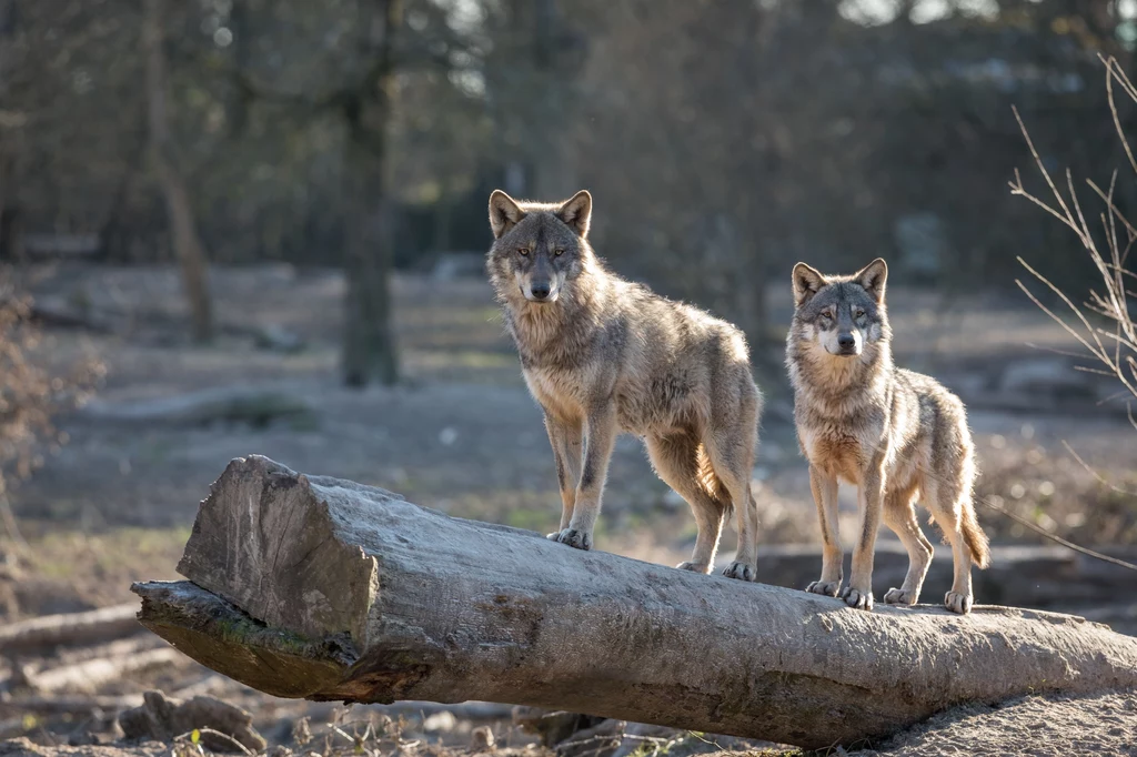 Wilki w Polsce często padały ofiarą myśliwych, którzy polowali na nie ze względu na dobrej jakości futro. W czasach PRL-u zabijanie wilków było nagradzane finansowo