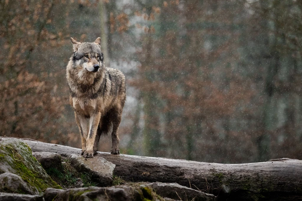 Dziś wilki w Polsce są objęte ścisłą ochroną gatunkową. Problem stanowi jednak kłusownictwo