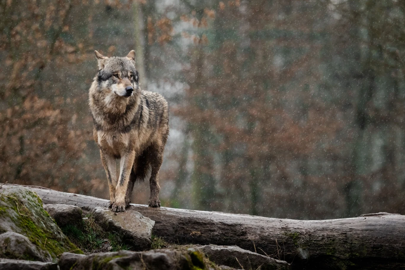 Dziś wilki w Polsce są objęte ścisłą ochroną gatunkową. Problem stanowi jednak kłusownictwo Dziś wilki w Polsce są objęte ścisłą ochroną gatunkową. Problem stanowi jednak kłusownictwo