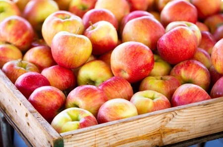 nowa odmiana jabłek Pola