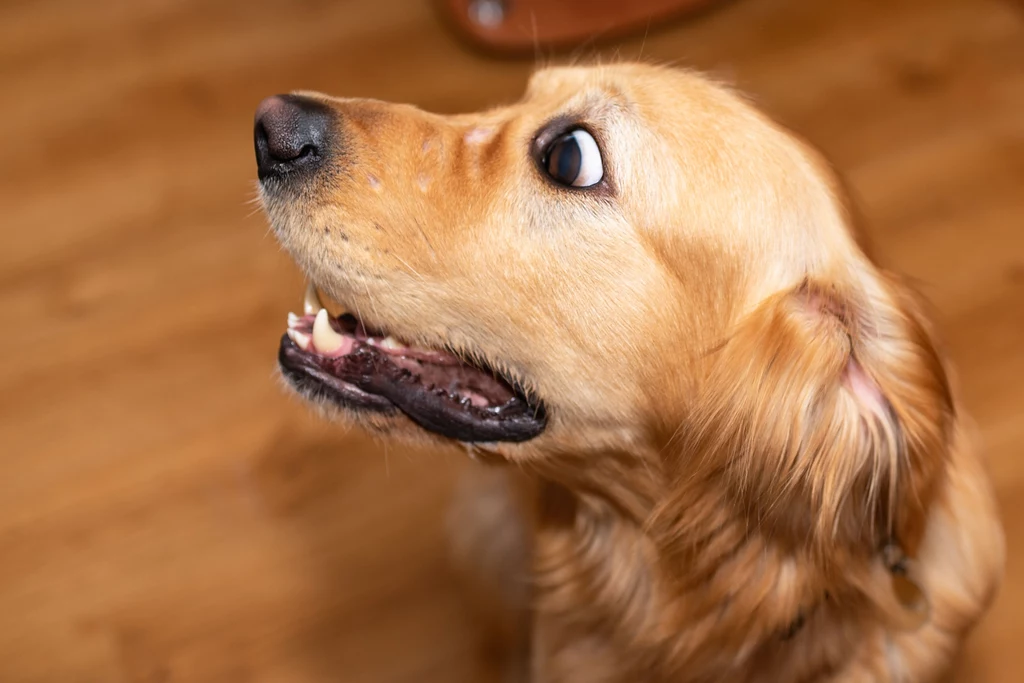 Będąc opiekunem psa warto wiedzieć, czym są sygnały uspokajające u psa 