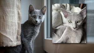 Kotka z Polski wybrana najpiękniejszym kotem na świecie