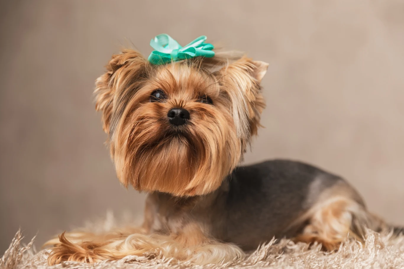 Yorkshire Terrier to rasa wciąż chętnie wybierana ze względu na brak linienia 