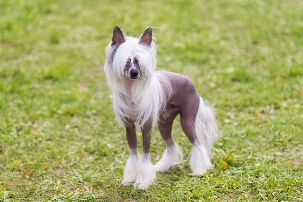 Grzywacz chiński to pies o specyficznej urodzie 
