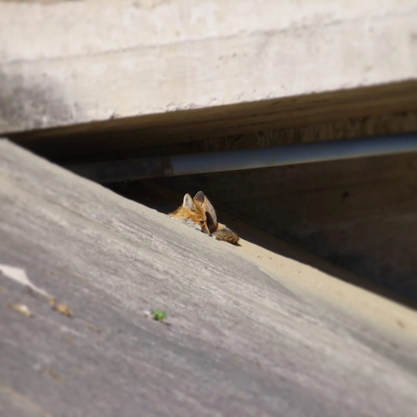 Człowiek przekształca środowisko, a przyroda i tak próbuje znaleźć dla siebie kawałek miejsca. Lis na zaporze na Jez. Czorsztyńskim Człowiek przekształca środowisko, a przyroda i tak próbuje znaleźć dla siebie kawałek miejsca. Lis na zaporze na Jez. Czorsztyńskim