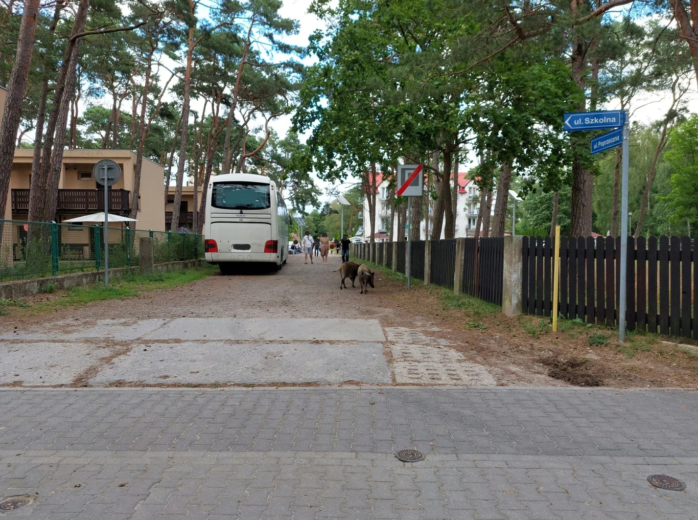 Dziki chętnie odwiedzają również miejscowości turystyczne. Na zdjęciu widać dziki w Międzywodziu Dziki chętnie odwiedzają również miejscowości turystyczne. Na zdjęciu widać dziki w Międzywodziu