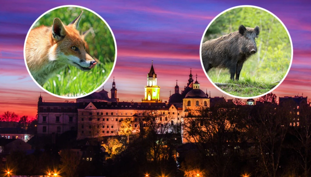 Dziki i lisy mogą być nowym symbolem polskich miast