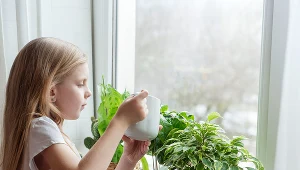 Przelane rośliny trzeba przesadzić do nowej ziemi