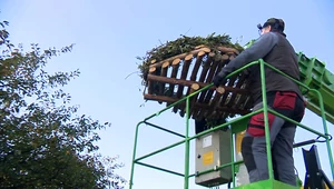 Ekolodzy naprawiają bocianie gniazda