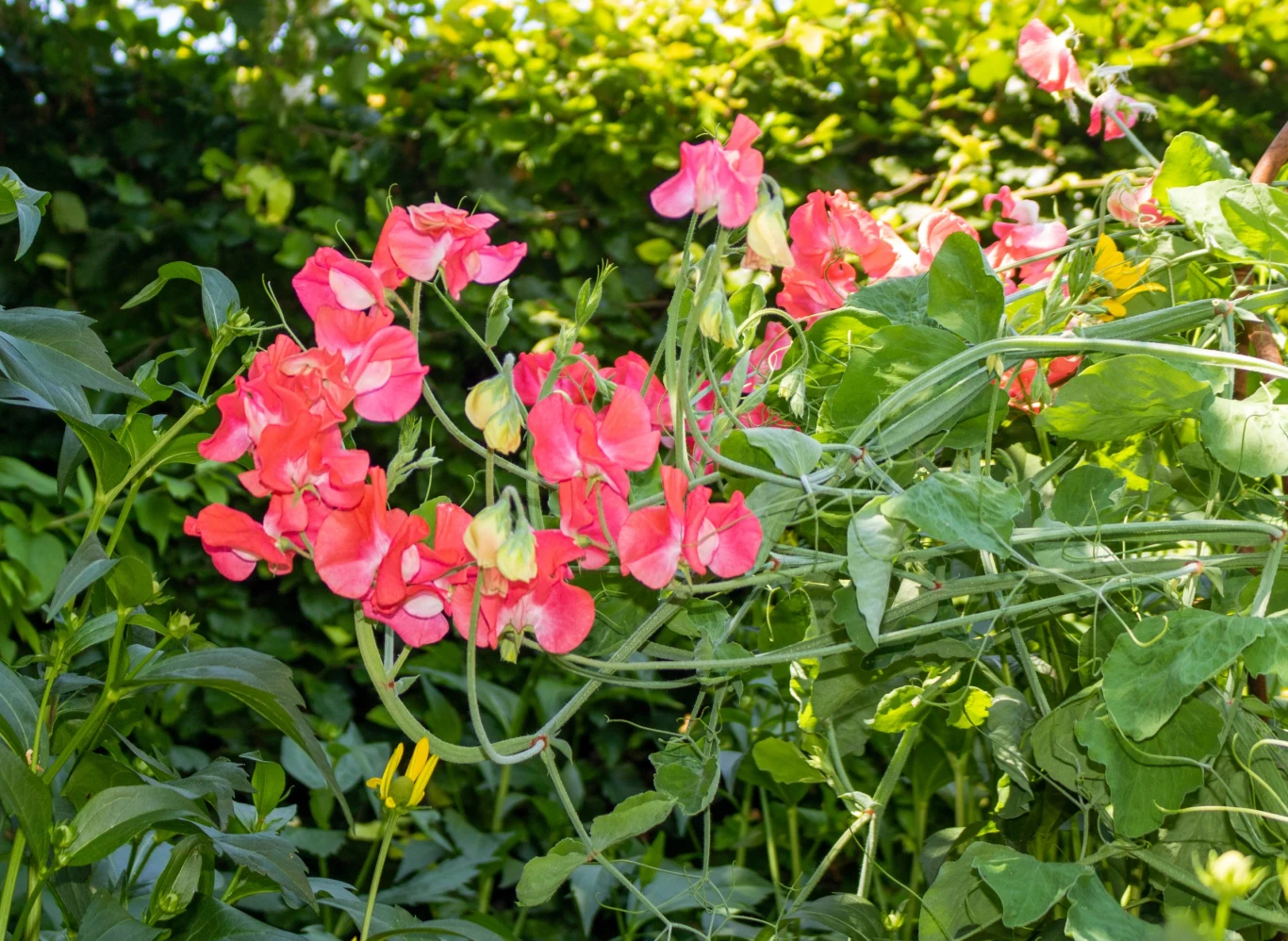 Groszek pachnący może kwitnąć nawet do listopada
