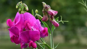 Jej kwiaty wyglądają jak motyle i mają obłędny zapach. Tej rośliny pozazdroszczą ci wszystkie sąsiadki